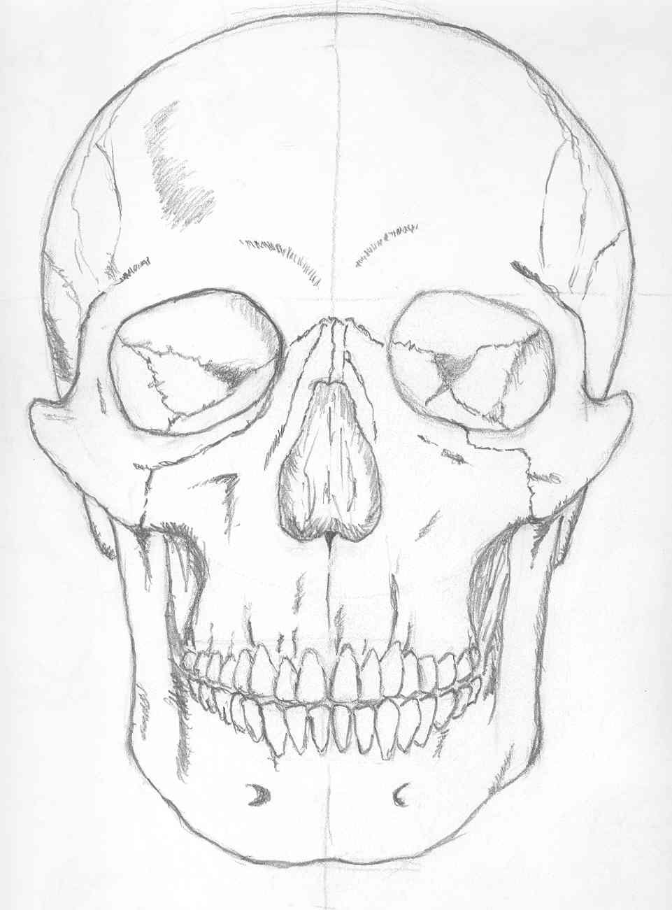 961x1301 Skull Front By Seeker64