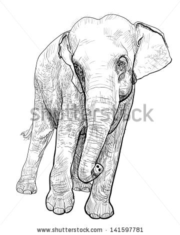 360x470 Drawn Asian Elephant Head Free Collection Download And Share