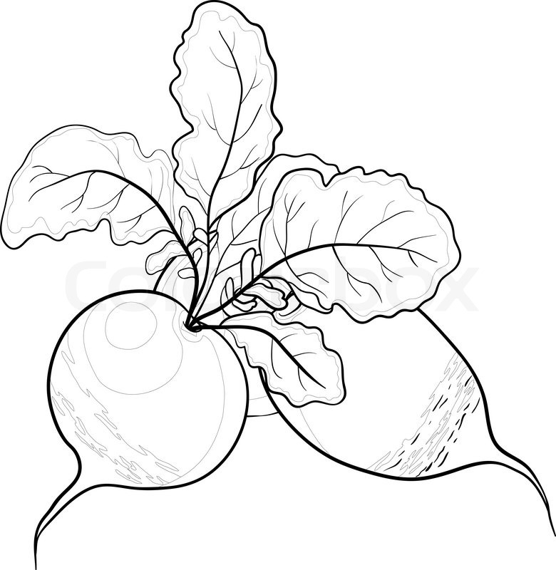 780x800 Vegetable, Radish With Leaves, Vector, Monochrome Contour On White