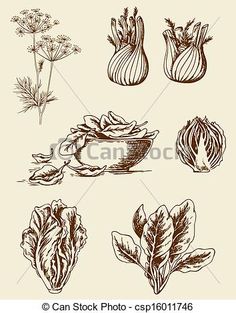 236x313 Vintage Vegetable Drawing