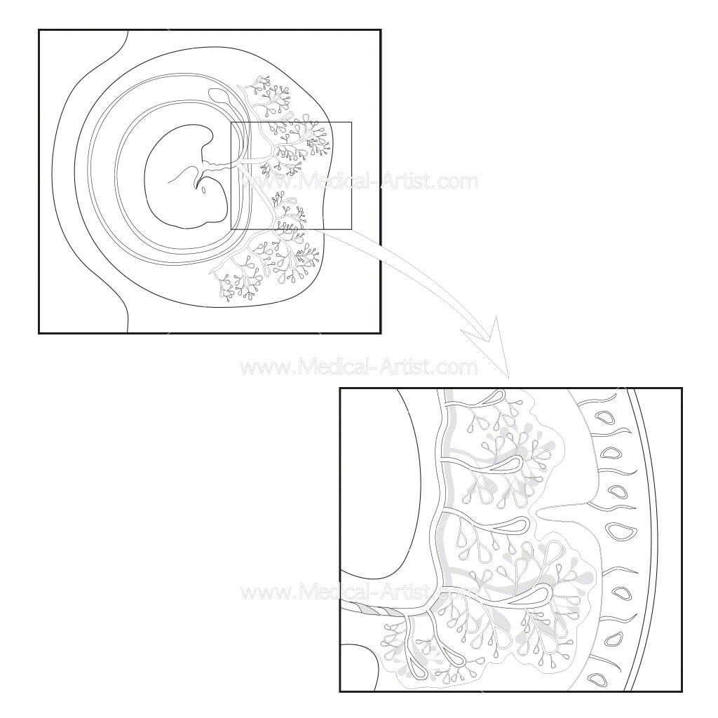 1024x1024 Physiology A Student's Self Test Colouring Book Medical Artist