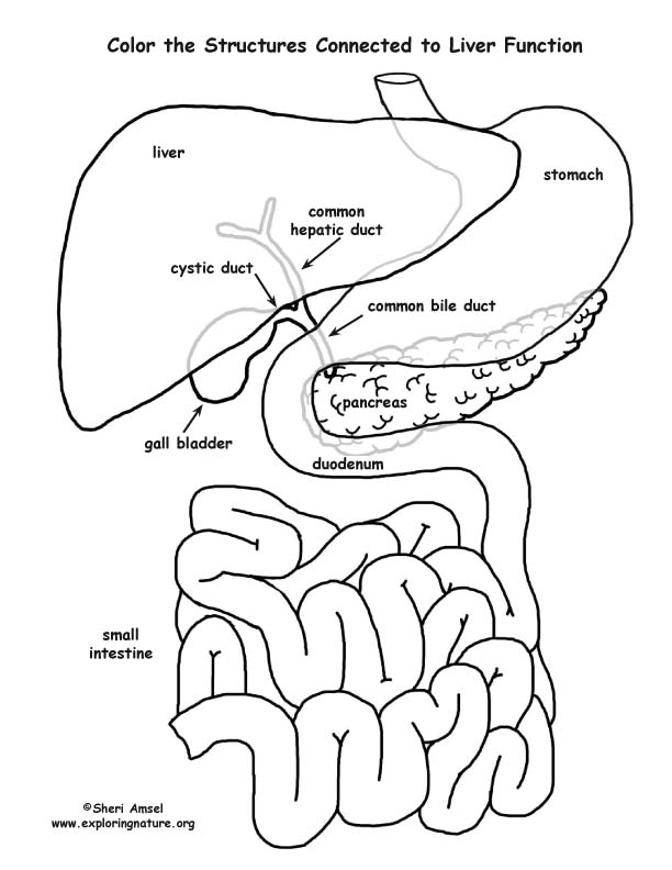 612x792 Organ Coloring Pages Liver Function Organs Labeled Coloring Page