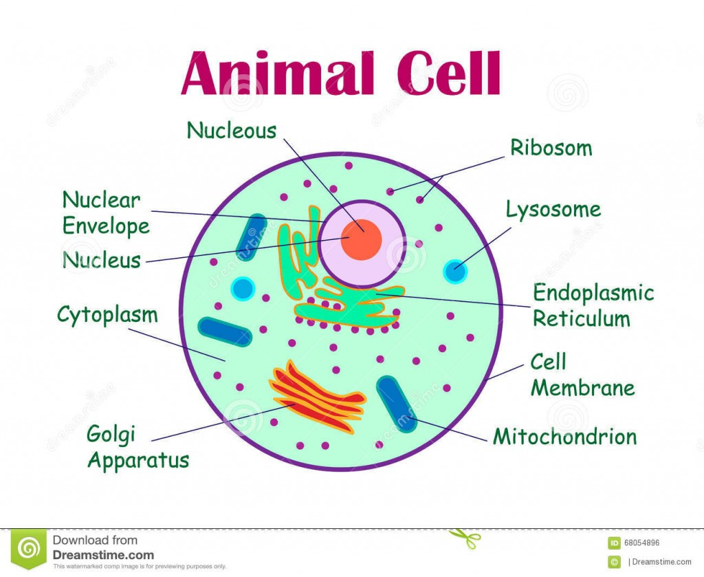 1024x839 Drawing Of Animal Cell With Label And Function Clipartxtras