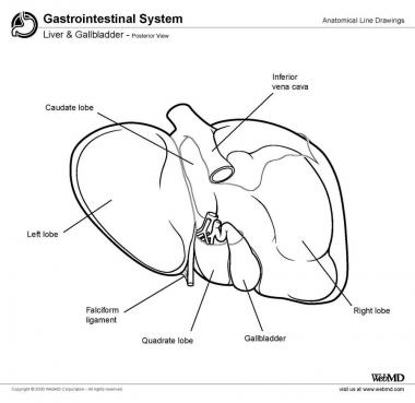 380x369 Gallbladder Anatomy Overview, Gross Anatomy, Microscopic Anatomy
