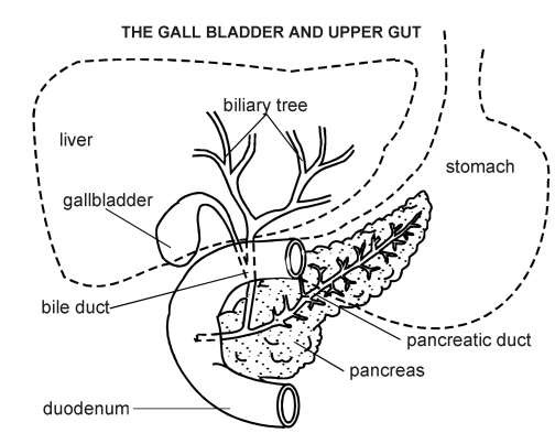 504x393 Gallstones Symptoms, Causes And Treatment Patient