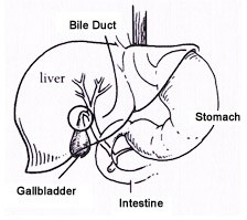 Gallbladder Drawing at GetDrawings | Free download