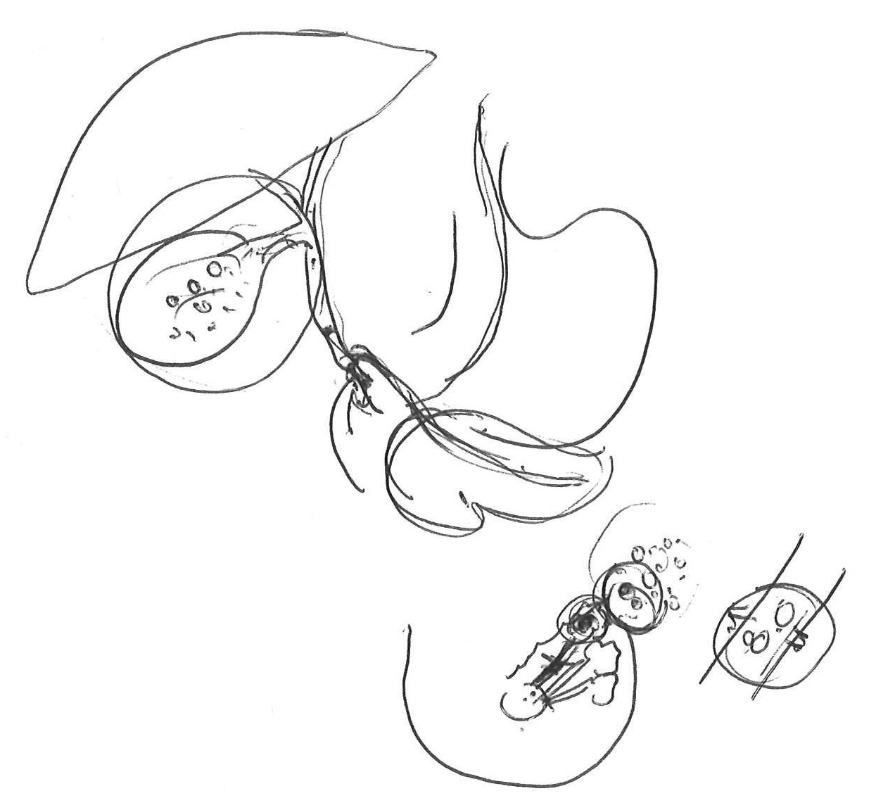 1245x1151 Craft Practice To Surgical Practice Meeting Miss Tani Fasih