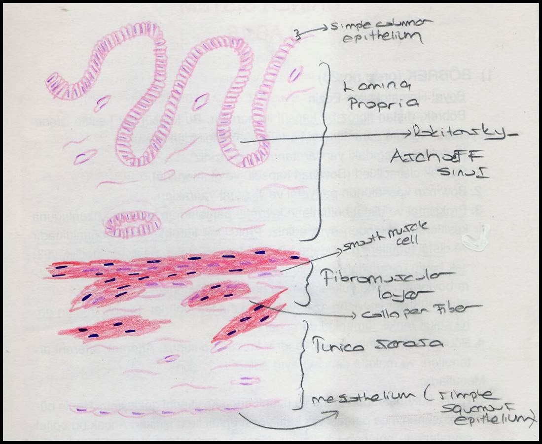 1099x901 Gastrointestinal System