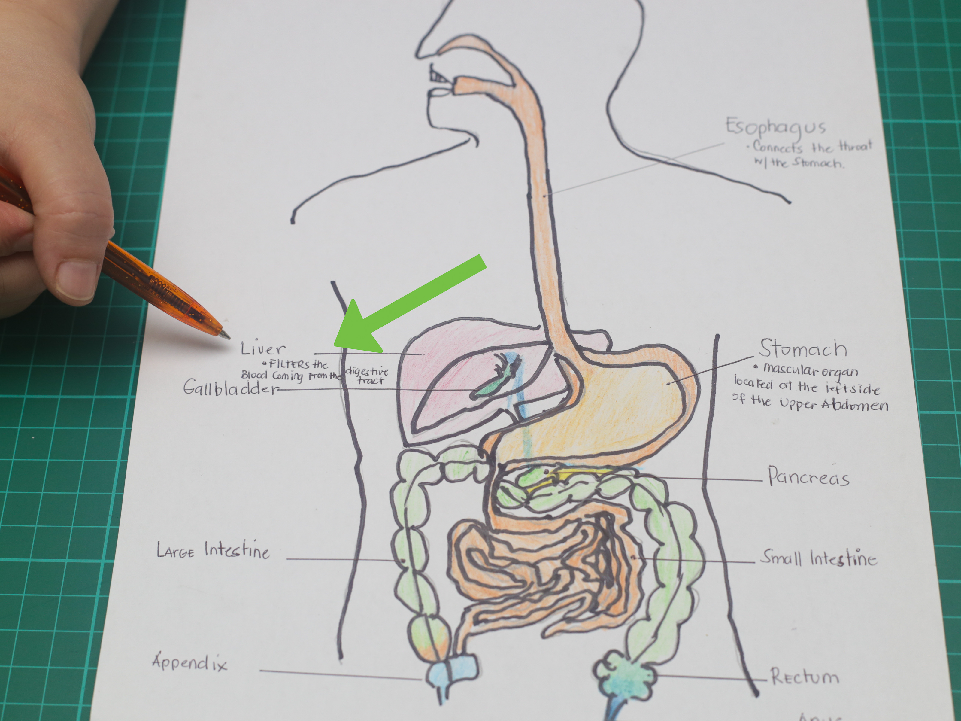 3200x2400 How To Draw A Model Of The Digestive System 15 Steps