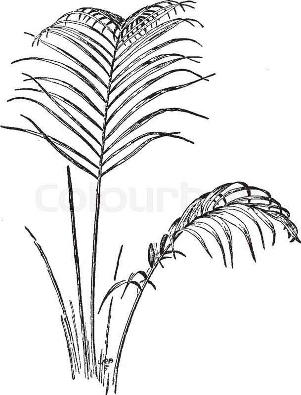 609x800 Picture Of Palm Plant. Couple Of Branches Has Palm Leaves While