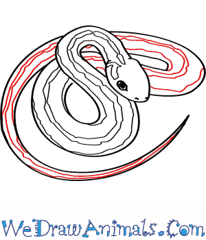 300x350 How To Draw A Common Garter Snake