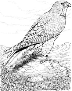 236x298 Pencil Drawings Of Eagles Eagle Drawings Pencil Httpthe Hazel