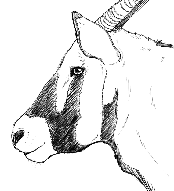 570x624 Gemsbok By Shroudofshadows