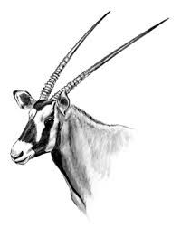 200x252 Image Result For Gemsbok Sketch Bokkoppe Sketches