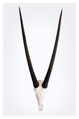 320x480 Spirit Of Africa Taxidermy