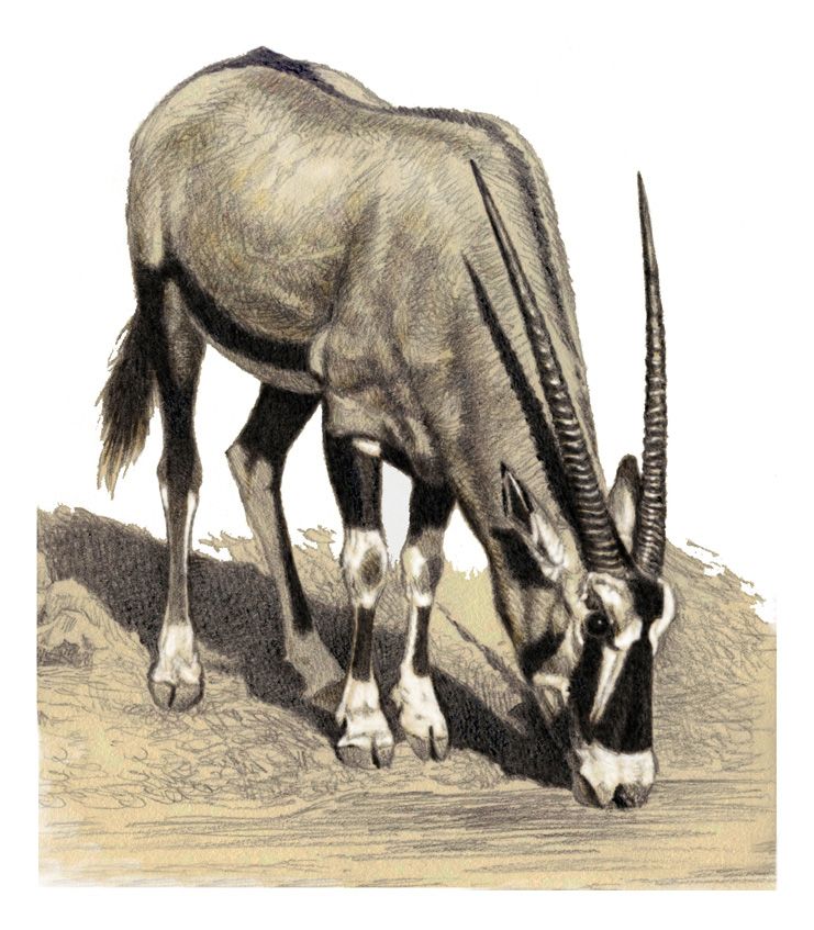 741x847 Pin By Donna Harris On Big Bold Beasties Bald Hairstyles