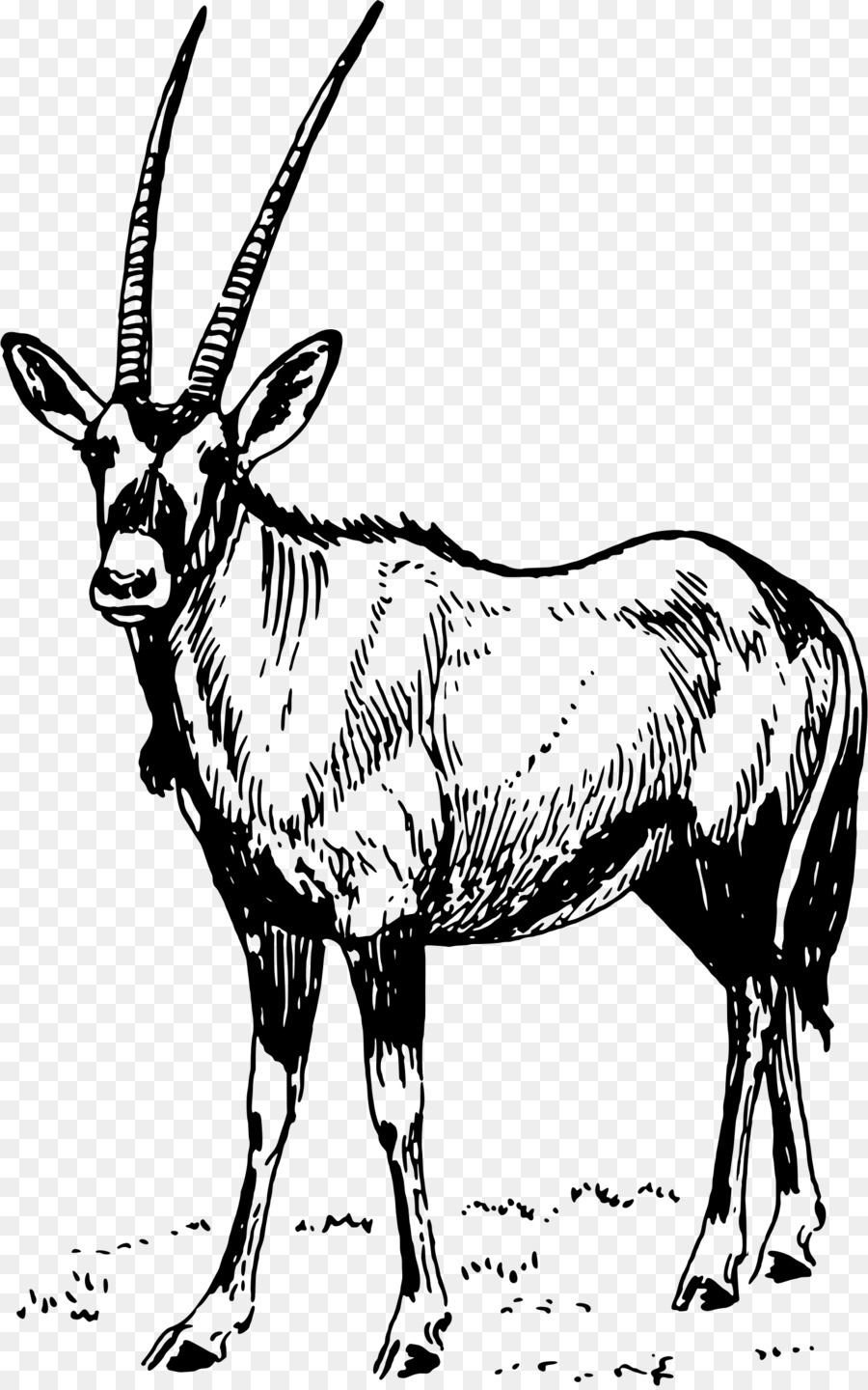 900x1440 Gemsbok Antelope Waterbuck Drawing Clip Art