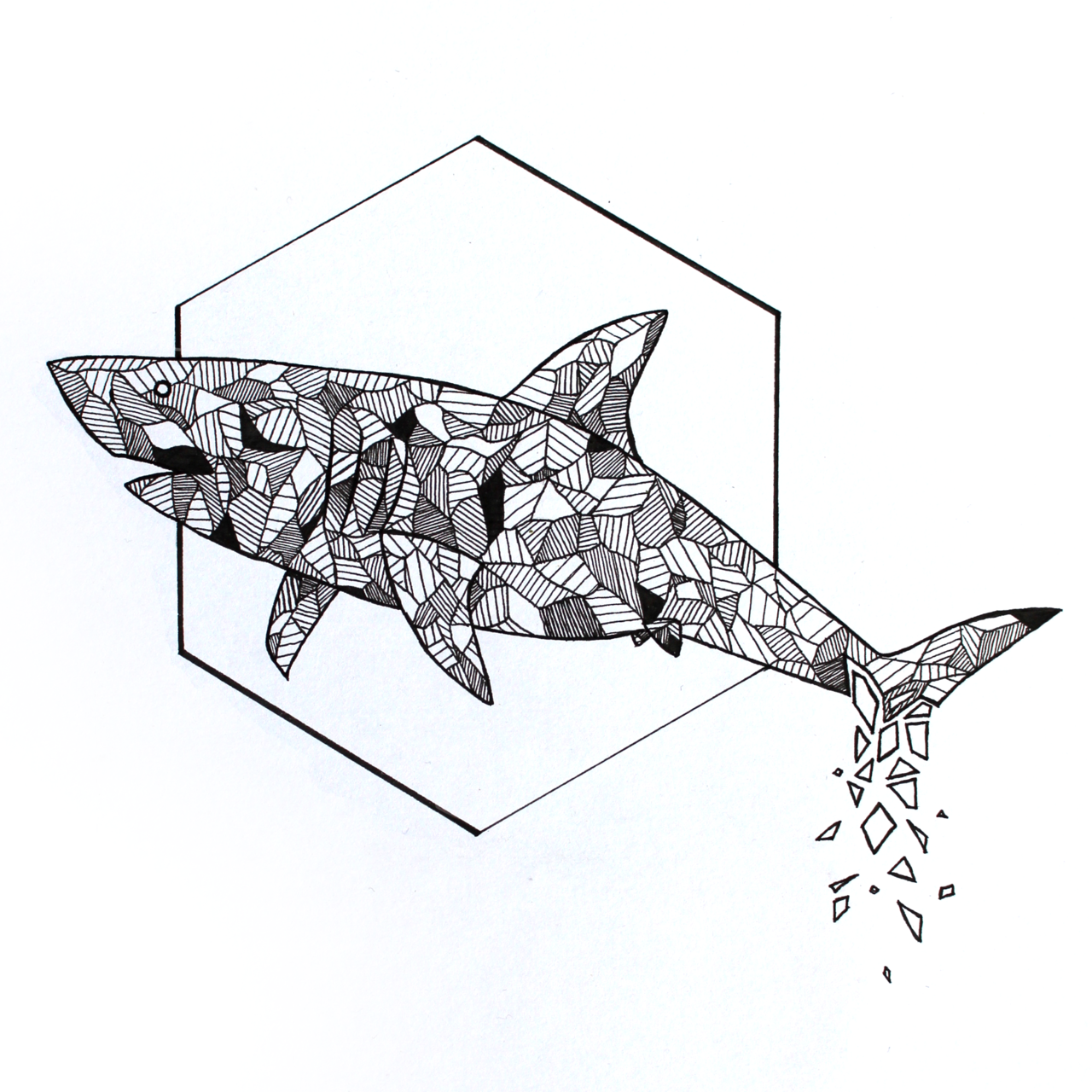 1280x1280 Shark