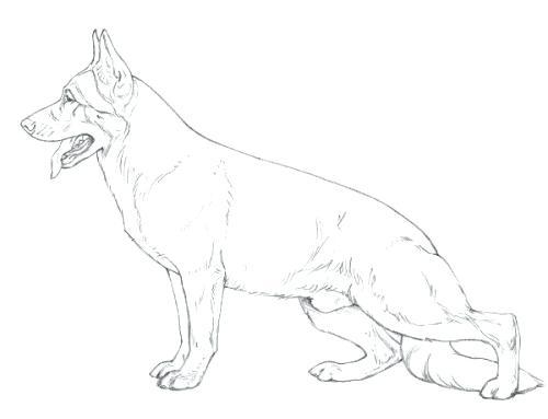 500x383 How To Draw A German Shepherd Plus Shepherd By Draw For Prepare