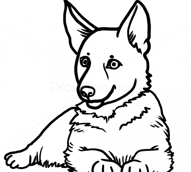 665x600 Pictures Of Puppies To Draw Puppy Drawing How To Draw Puppy German