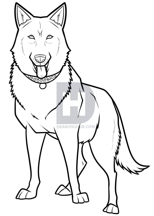 514x720 Black German Shepherd Drawing, Step By Step, Drawing Guide, By
