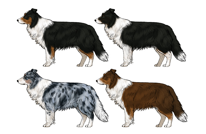 700x457 How To Draw A Dog Details Make The Difference