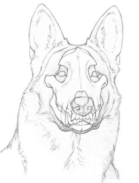 540x712 Drawn German Shepherd Side Profile