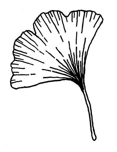Ginkgo Tree Drawing