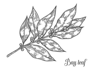 320x240 Ginkgo Biloba Plant, Leaf, Branch, Berry. Hand Drawn Engraved