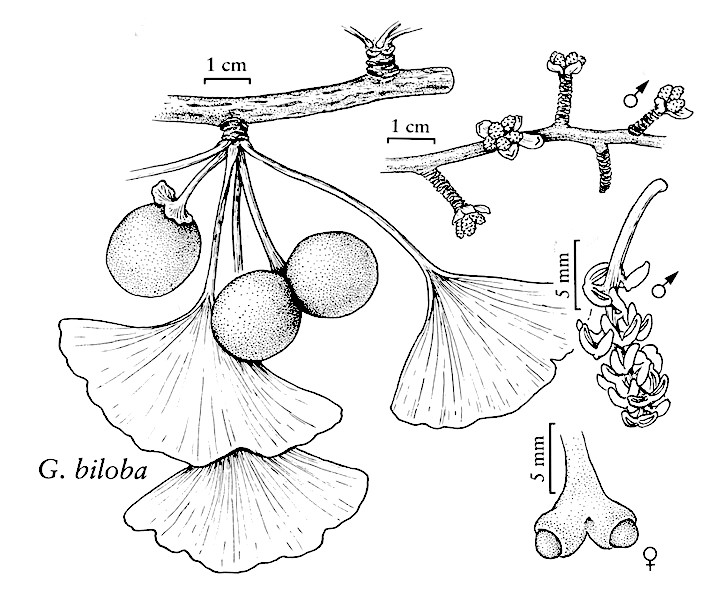 706x600 Ginkgo The Red Notebook Pedro Jordano