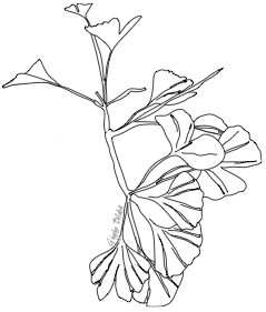 239x281 Herbal Therapies Used By People Living With Hiv Gingko Biloba