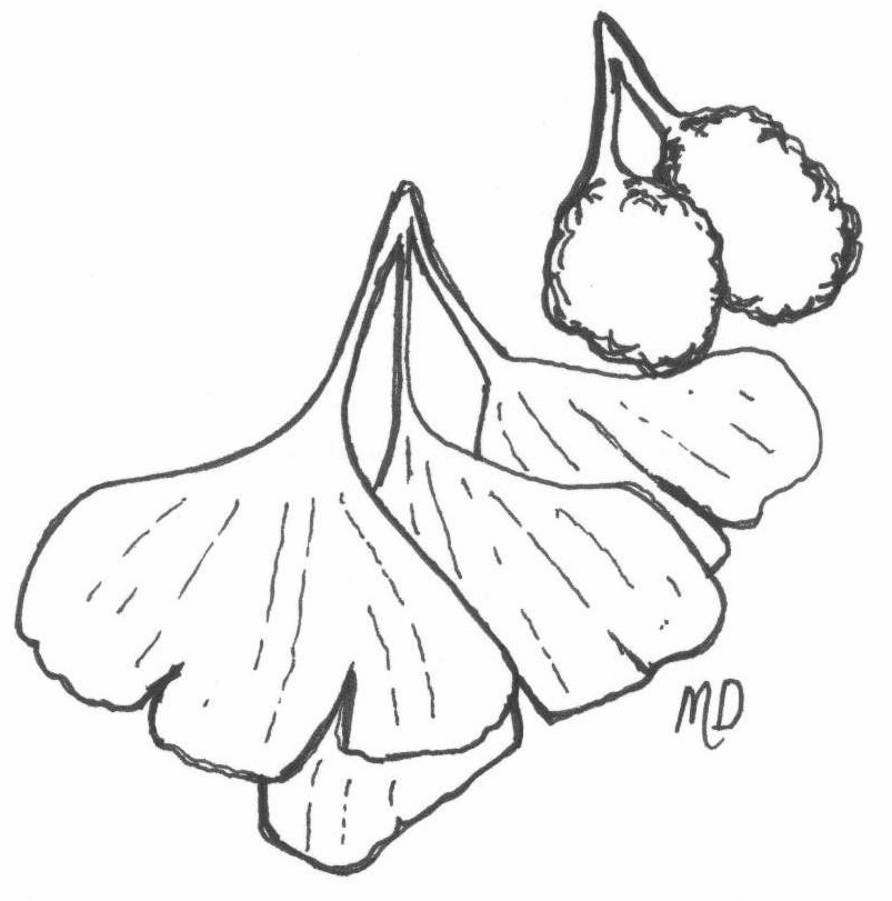 803x811 The Wild Garden Hansen's Northwest Native Plant Database