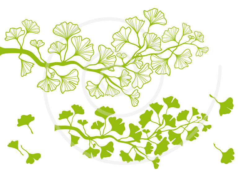 800x560 Ginkgo Tree Branch Digital Clip Art Green Ginkgo Leaf