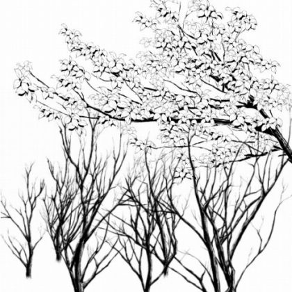 420x420 Ginkgo (Tree) Brush Manga Materials