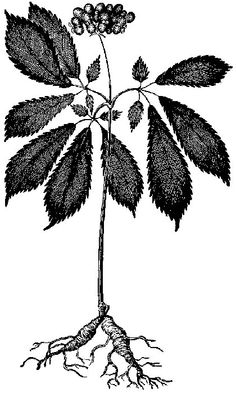 236x393 Ginseng Logo Ideas