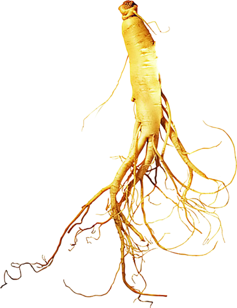 Ginseng Drawing at GetDrawings | Free download