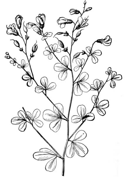 426x600 Ginseng And Other Medicinal Plants, By A. R. (Arthur Robert) Harding