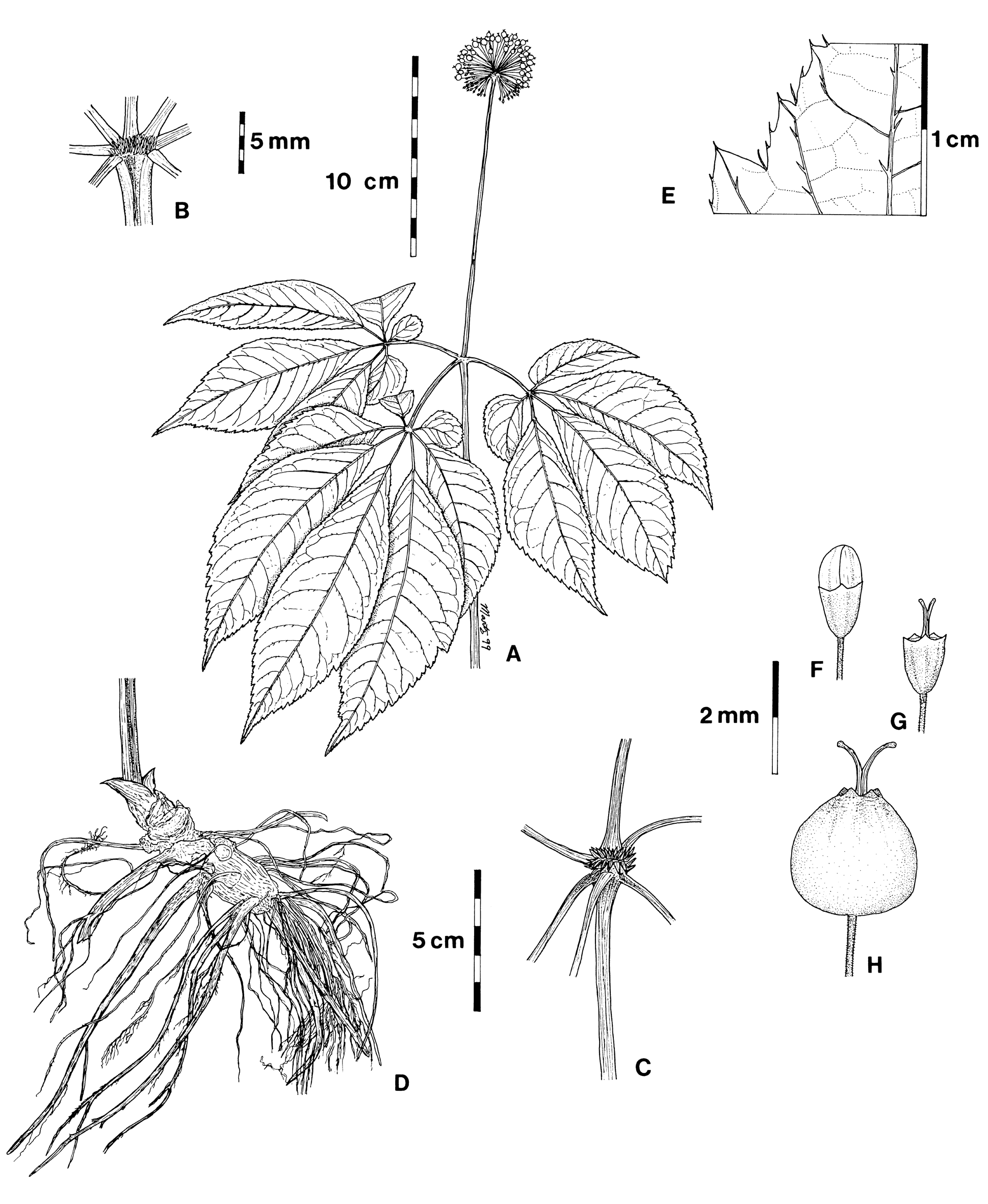 1938x2362 Ginseng Facts And Health Benefits