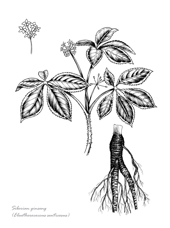 595x800 Ginseng The Wonder Herb Joy Hypnotherapy