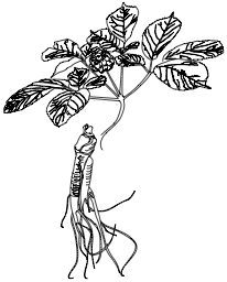 206x256 Herbal Therapies Used By People Living With Hiv Ginseng