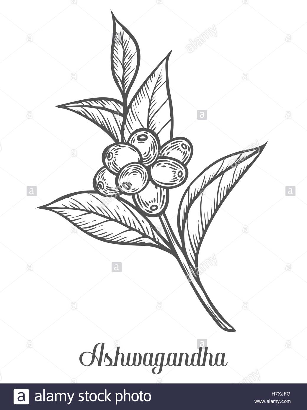 1040x1390 Ayurvedic Herb Withania Somnifera, Known As Ashwagandha, Indian