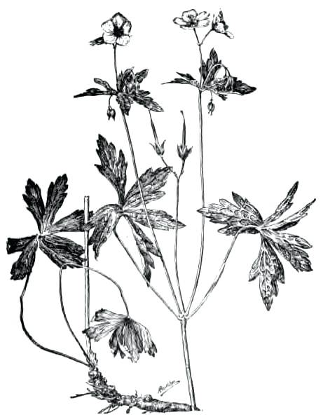 461x595 Jasmine Plant Drawing The Project Of Ginseng And Other Medicinal