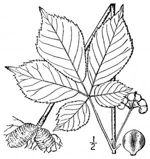 300x318 Learn About Ginseng