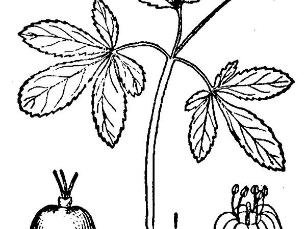 600x450 Sagebud Grow Your Garden Plant A Tree Pot A Flower Sow A Seed