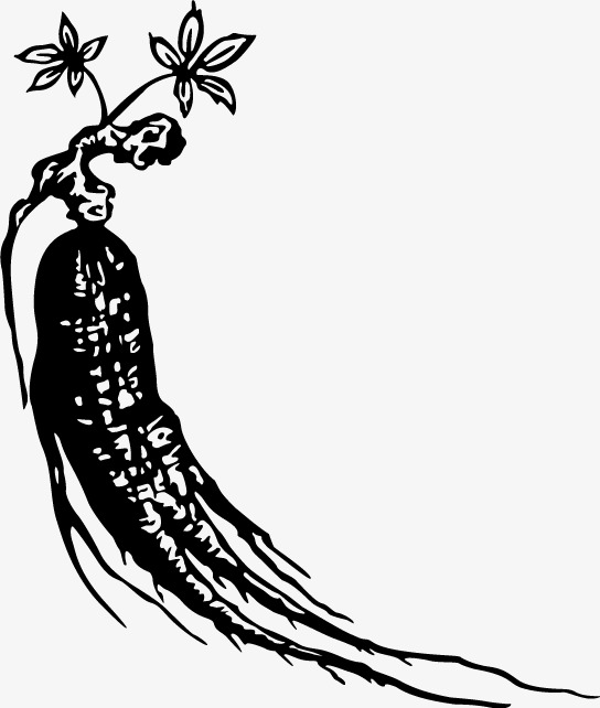 544x642 Vector Chinese Herbal Medicine Ginseng, Vector Material, Drugs