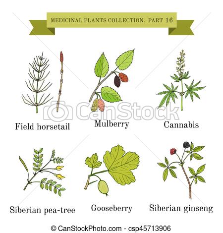 450x470 Vintage Collection Of Hand Drawn Medical Herbs And Plantssiberian