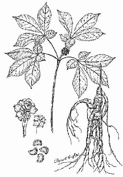 400x574 Ginseng, The Curious Rootstock