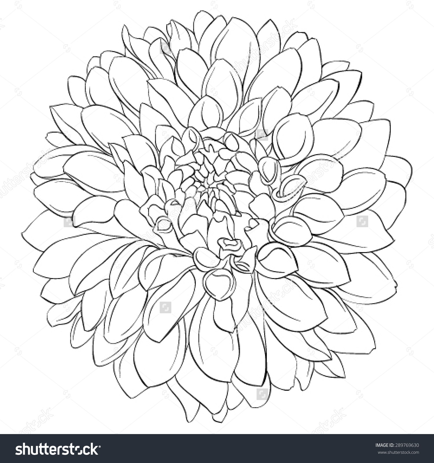 1500x1600 Gladiolus Flower Drawing