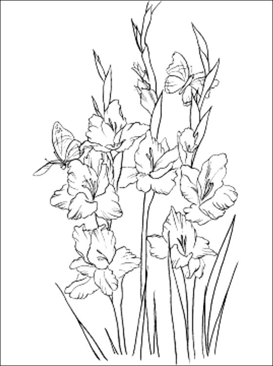 560x750 Gladiolus Coloring Page To Print Out Coloring Pages