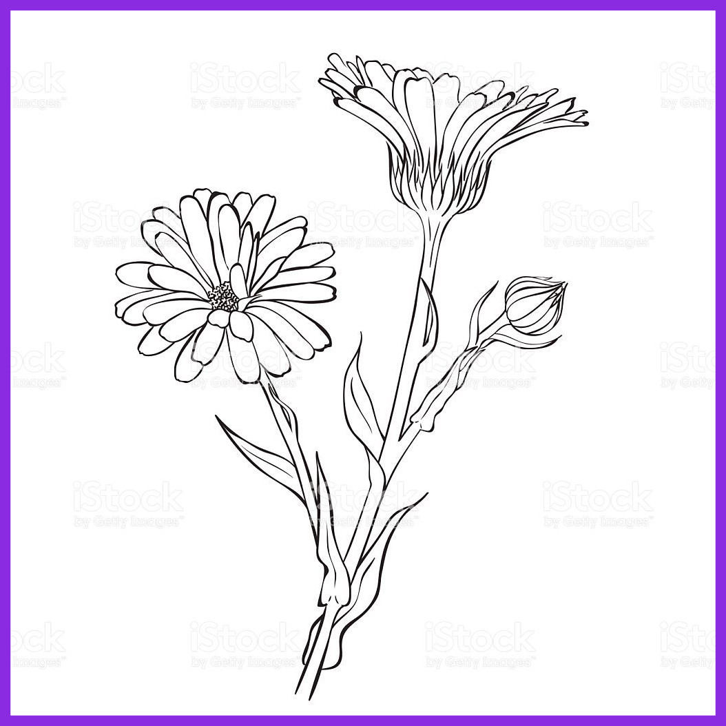 1054x1054 Marvelous Black And White Sketch Of Blooming Royalty Pics Drawing